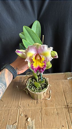 Blc. (Macki Flare x Hall of Fame) - 3 Flores (Rosa/Amarela/Salmao)