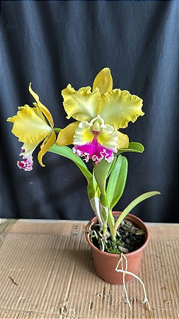 Blc. Candelario Garcia 'Amarela' - 2 Flores Abertas