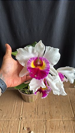Blc. (Siam Old White x Siam Pink) - 3 Flores Gigantes