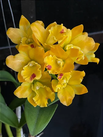 Cattleya Little Fairy 2 - Cacho de Botoes