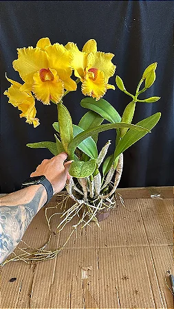 Blc. Rodrigo Suzuki 'Barefoot' - 2 Frentes com Botoes (Vaso Gigante)
