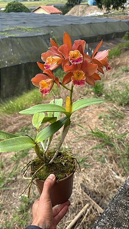 Blc. Suzuki's Marrone - Florida (Antiga)