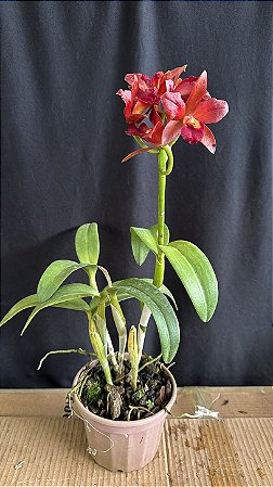アンスリウム red chocolate × yellow bell Pot. (Chocolate Drop x Lemon Tree) 4 - Cacho de Flores