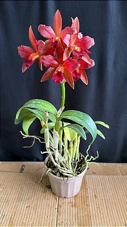 アンスリウム red chocolate × yellow bell Pot. (Chocolate Drop x Lemon Tree) 4 - Cacho de Flores