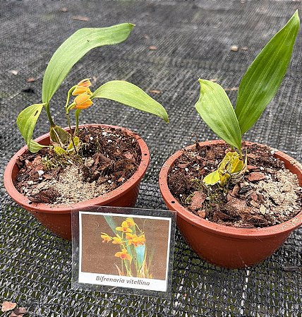 Bifrenaria Vitellina - Pre Adulta (cuia)