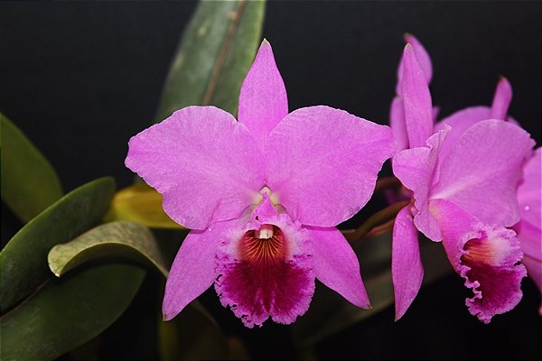 Cattleya Labiata - Pre Adulta (Cuia)