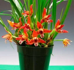 Maxillaria Tenuifolia - Pre Adulta