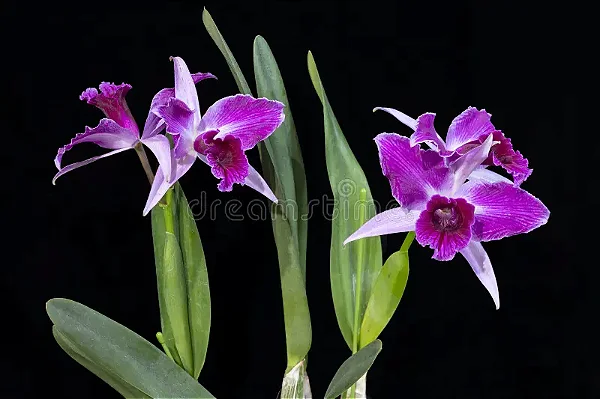 Laelia Purpurata Striata Rubra - Adulta
