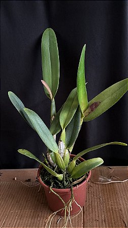 Blc. (Rolf Altenburg x Beatriz Kunning) 1 - 2 Espatas Florais