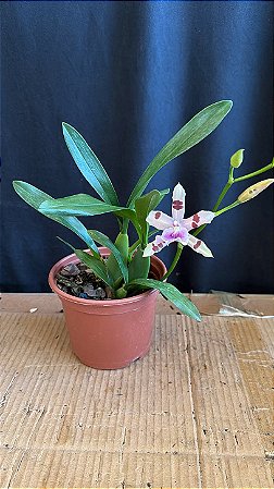 Miltonia Brasileira 4