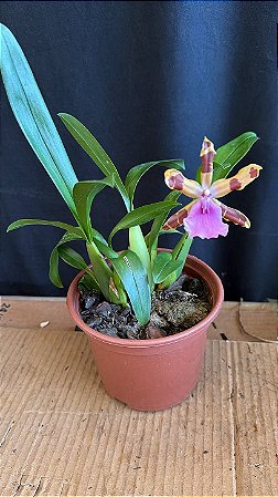 Miltonia Brasileira 5