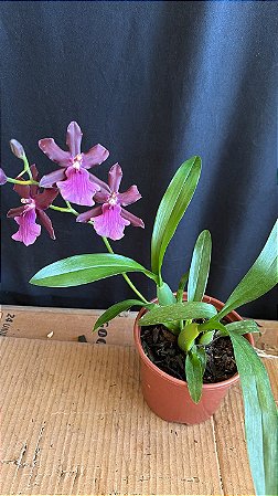 Miltonia Brasileira 8
