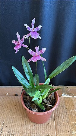 Miltonia Brasileira 10