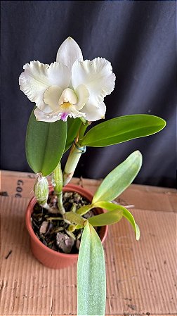 Cattleya Dolosa Semi Alba 'Kenny' - Florida