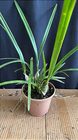 Encyclia Andrichii 4