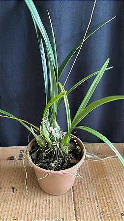 Encyclia Andrichii 5