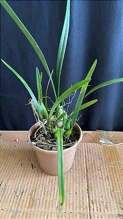 Encyclia Andrichii 7