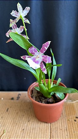 Miltonia Brasileira Hybrid 9