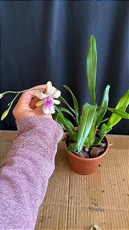 Miltonia Brasileira Hybrid 10