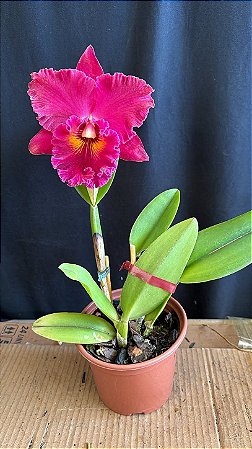 Blc. Village Chief Armani 3 - Florida (Perfeita)