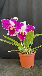Lc. Aqui Finn 'Nature Best' - Espata Floral + Frente com Brotacao + Vaso Cheio