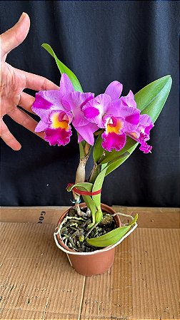 Blc. (Mini Song Petite x William Farrel) - Colorida