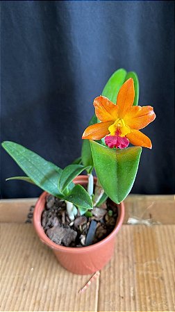 Cattleya Loog Tone 'Orange' 2 - Florida