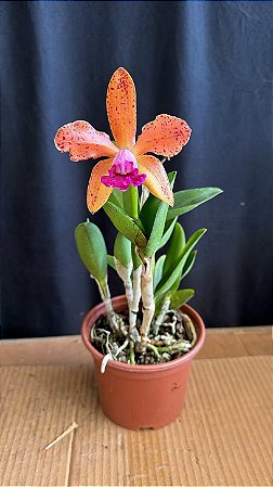 Cattleya (Royal Cognac x Rustic Spots) 2 - FLorida