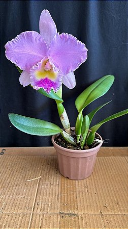 Blc. (Pastoral x Turandot) - Florida