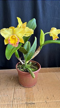Blc. Moon Star - 2 Frentes Floridas
