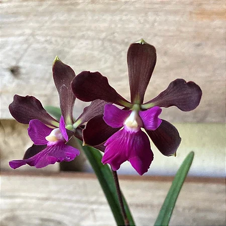 Encyclia (Atropurpurea x Adenocaula) 5