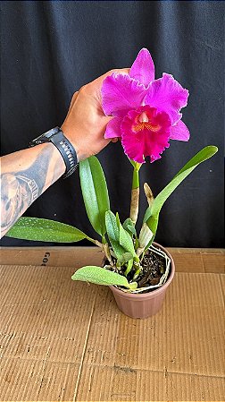 Blc. (Elegance Dancer Rouge x Drumbeat) - Florida