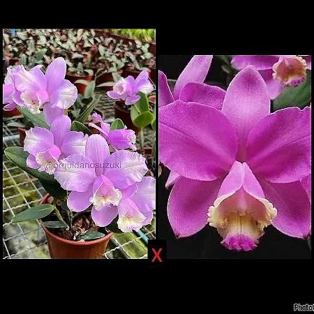 Cattleya Loddigesii (Flamea x Redonda) 1