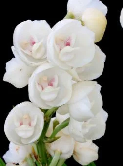 Peristeria Elata Pote 17 - 3