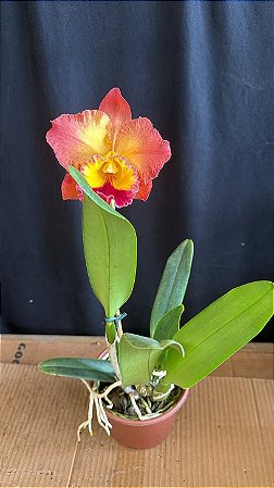 Blc. Exotic Dream 'Original' - Super Redonda