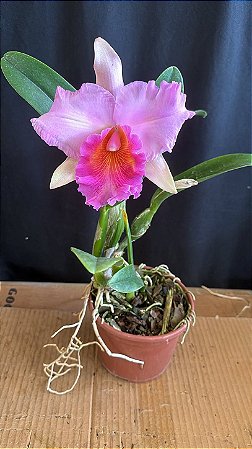 Blc. (Macki Flare x Hall of Fame) - Rosa Flameada