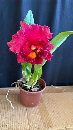 Blc. (Exotic Dream x Chia Lin) Red - Florida