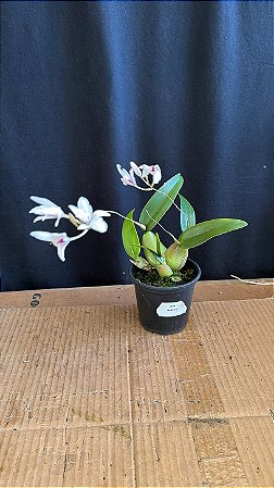 Laelia Rubescens 2 - Florida