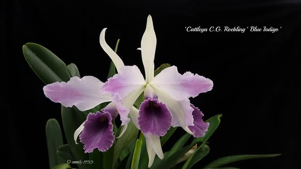 Cattleya C. G. Roebling Coerulea 3 - Espata Floral