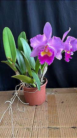 Cattleya Hawaiian Night Life - 2 Flores + Frente com botao
