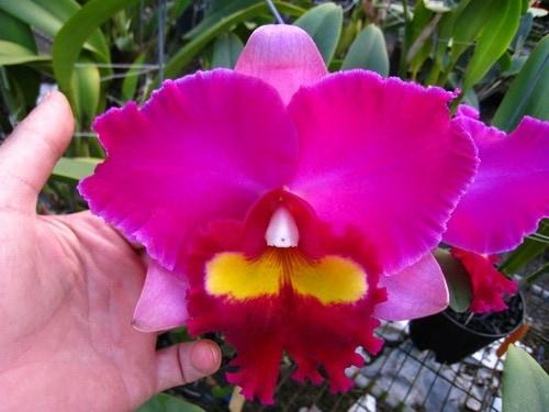 Blc. Elegance Dancer 'Rouge' - Vegetal (Flor Gigantesca)