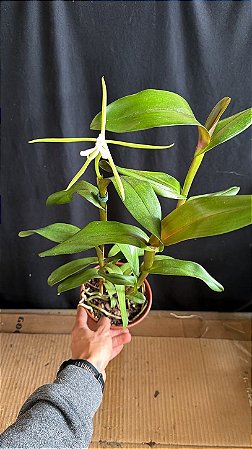 Epidendrum Tridens - Florido