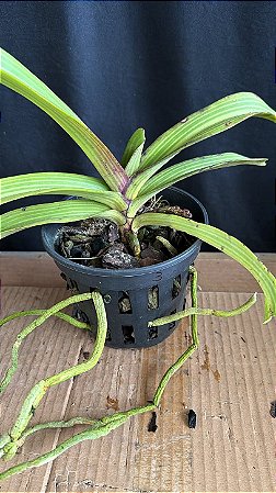 Rhynchostyllis Giganteum Misto 3