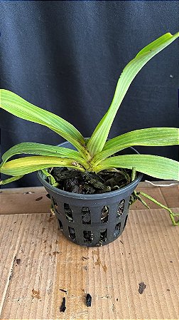 Rhynchostyllis Giganteum Misto 5