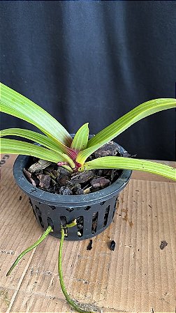 Rhynchostyllis Giganteum Misto 7