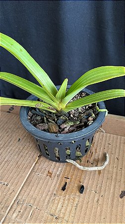 Rhynchostyllis Giganteum Misto 8