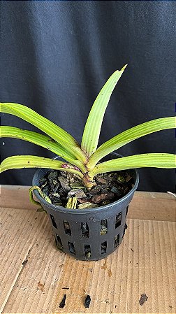 Rhynchostyllis Giganteum Misto 10