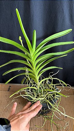 Vanda com Haste 1