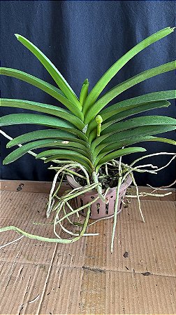 Vanda com Haste 3