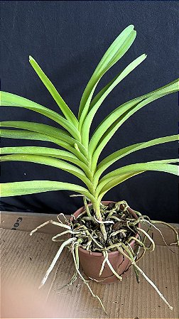 Vanda com Haste 7